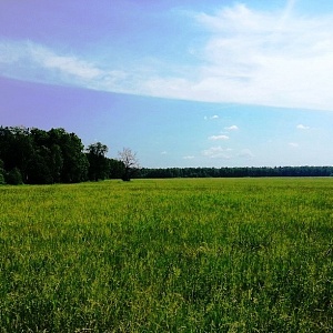 Коттеджный поселок Шишкин Лес